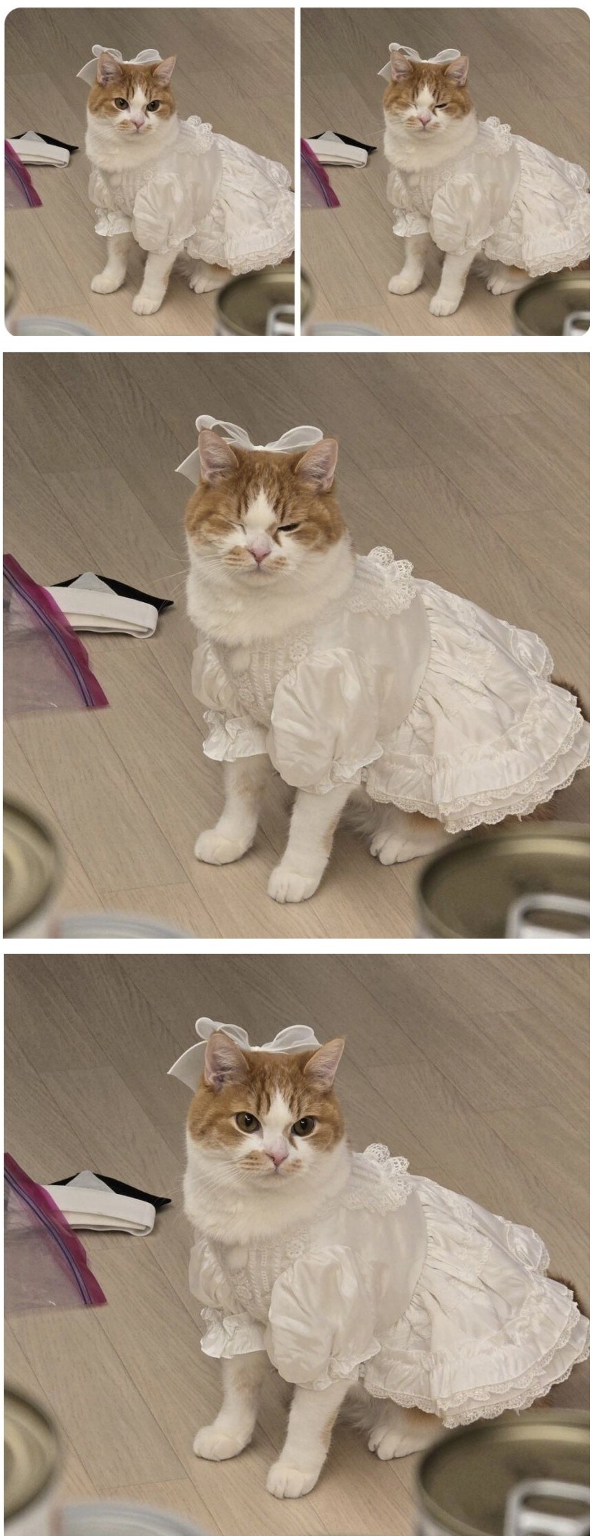 [동물] 엄마가 매우 만족해하는 고양이 의상_1.jpg