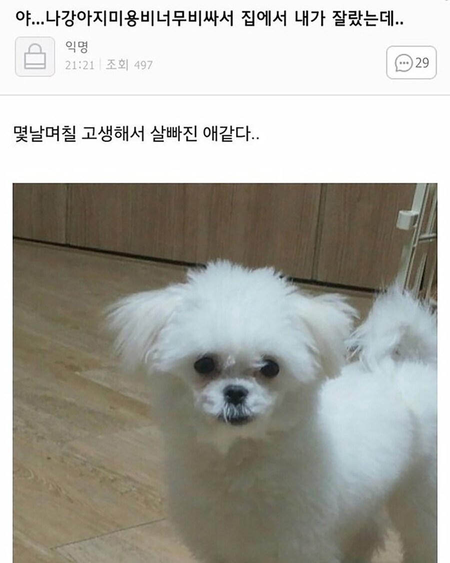 폭싹 늙어버린 강아지.jpg_1.jpg