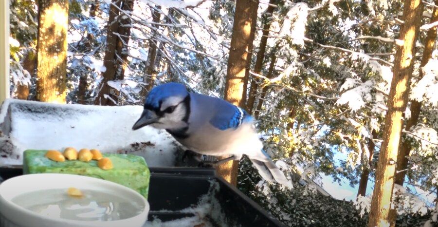 물에 빠진 땅콩을 건져 먹으려던 새_2.png