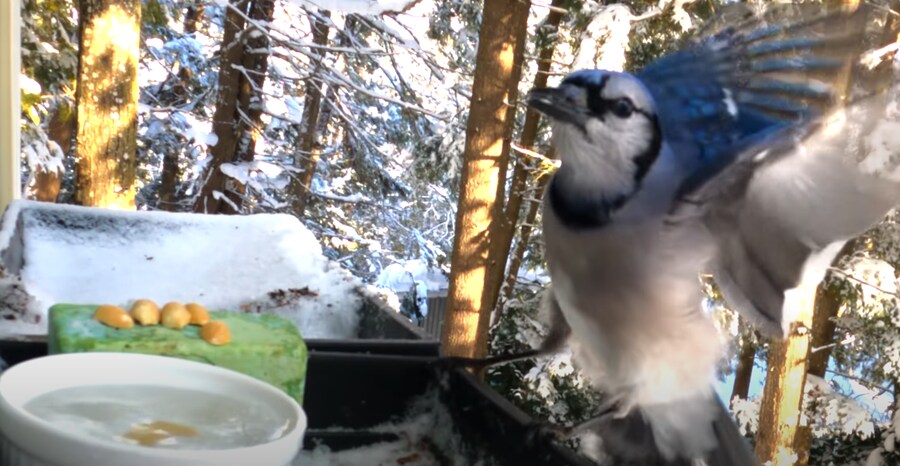 물에 빠진 땅콩을 건져 먹으려던 새_8.png