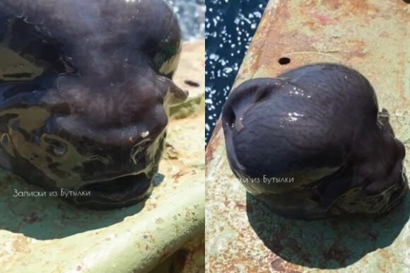 러시아에서 발견된 외계인 대가리같은 물고기_2.jpg