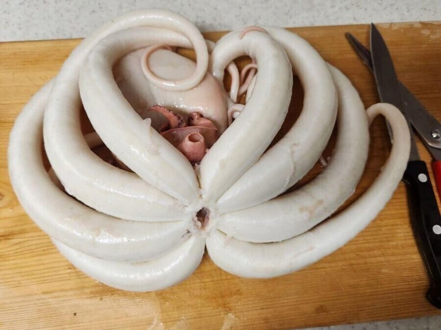 북유게에서도 X같다고 난리난 문어대가리_1.jpg