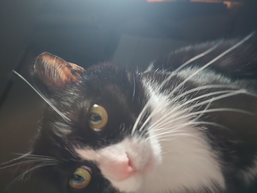 우리집 고양이 보고 출근해_1.jpg