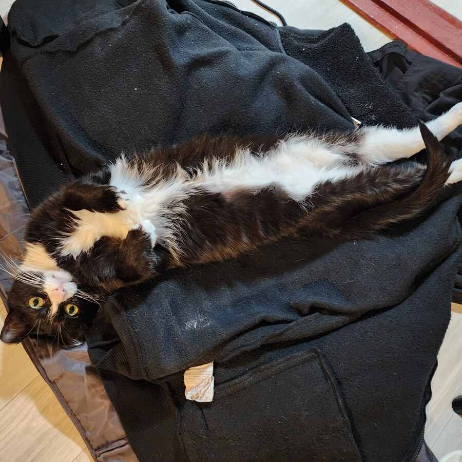 우리집 고양이 보고 출근해_5.jpg