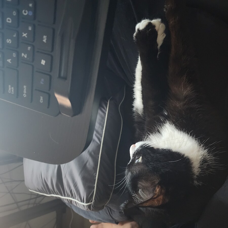 우리집 고양이 보고 출근해_6.jpg