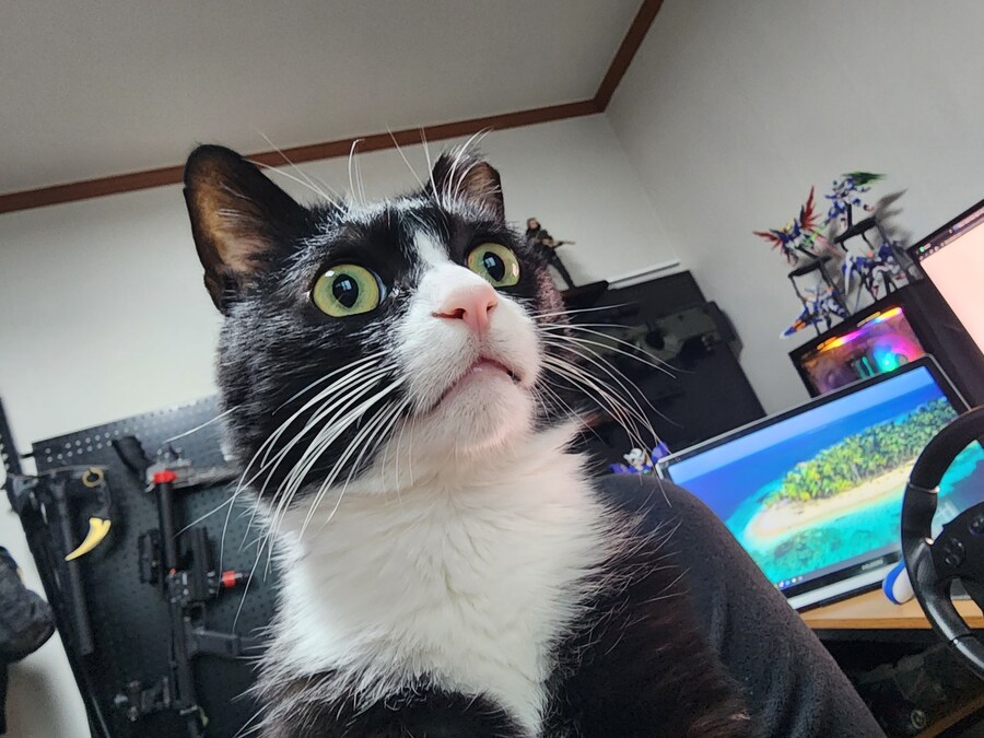 우리집 고양이 보고 출근해_9.jpg