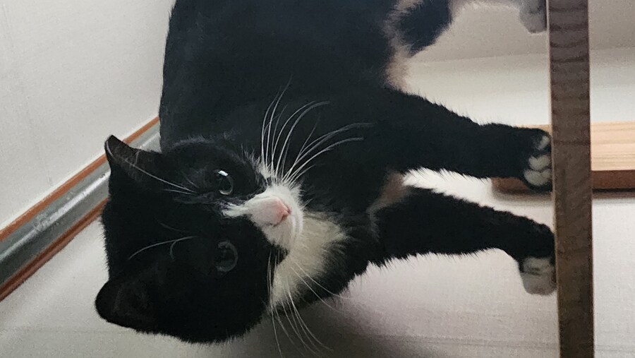 우리집 고양이 보고 출근해_12.jpg