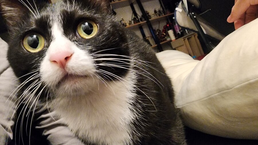 우리집 고양이 보고 출근해_13.jpg