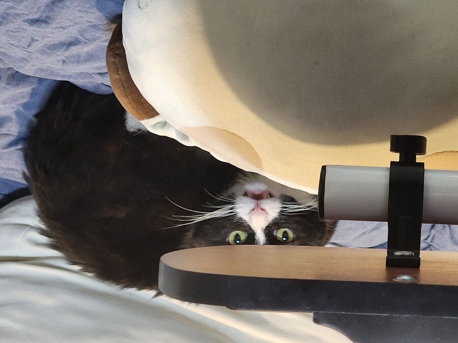 우리집 고양이 보고 출근해_16.jpg