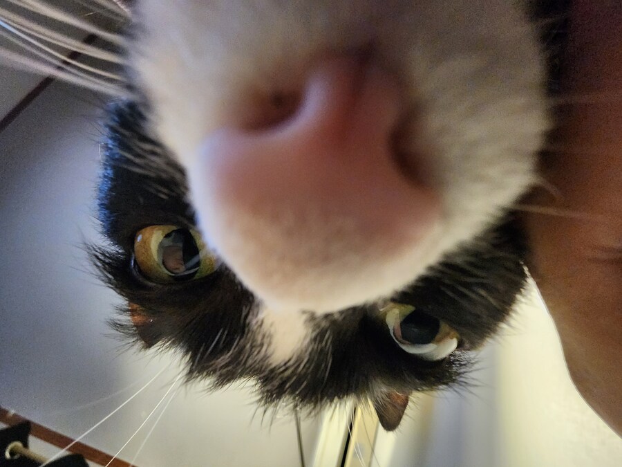 우리집 고양이 보고 출근해_17.jpg