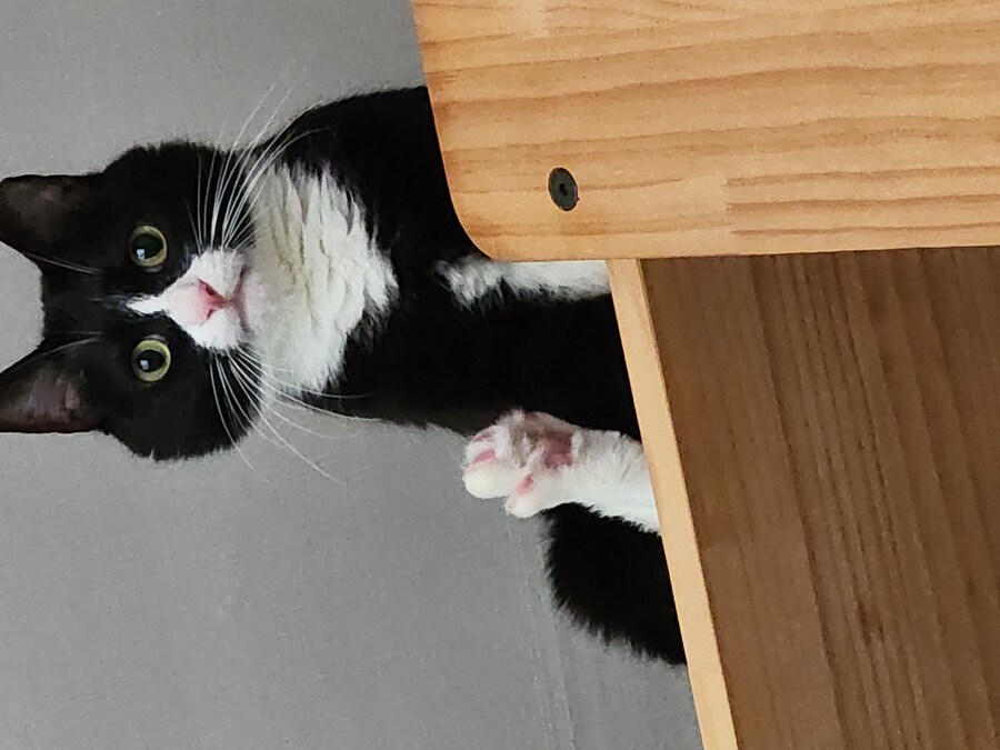 우리집 고양이 보고 출근해_19.jpg