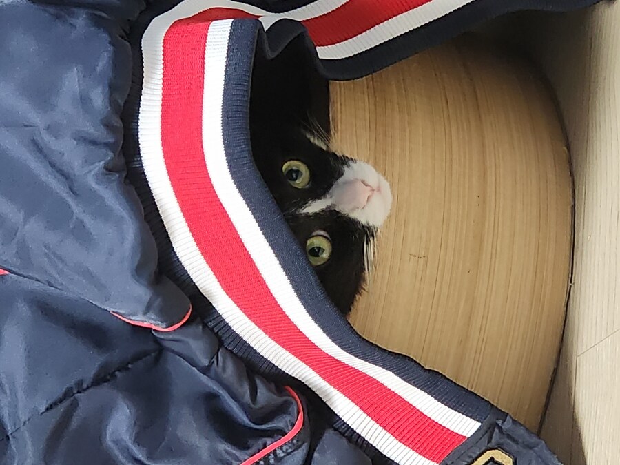 우리집 고양이 보고 출근해_37.jpg