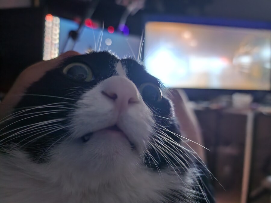 우리집 고양이 보고 출근해_38.jpg