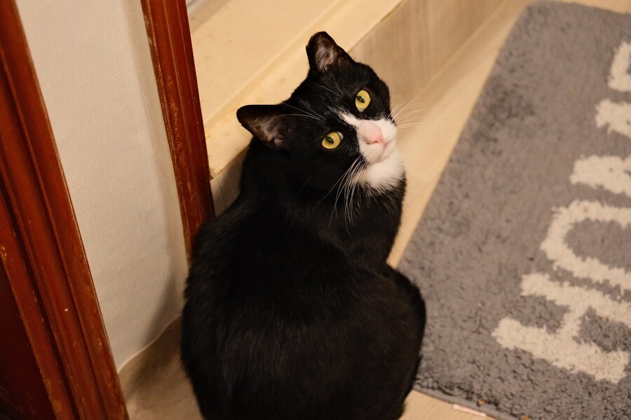 우리집 고양이 보고 출근해_42.jpg