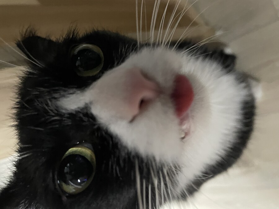 우리집 고양이 보고 출근해_45.jpg