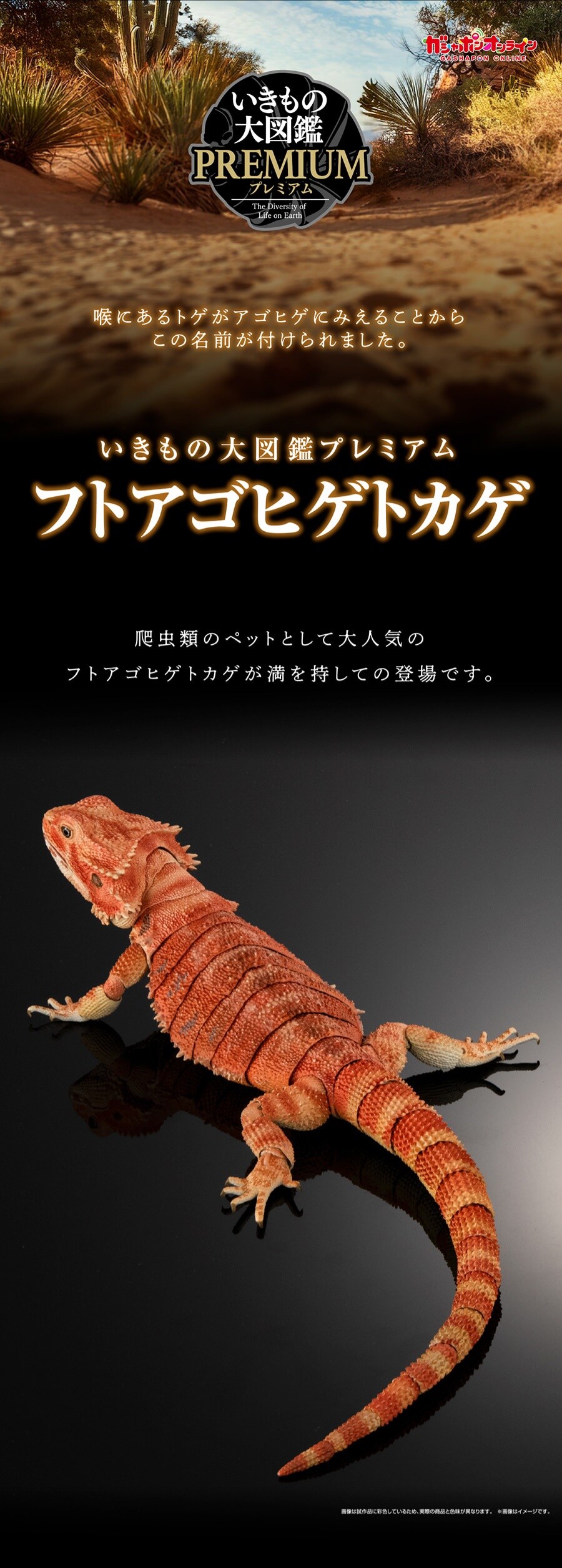 [반다이가샤폰] 생물대도감 프리미엄 중부턱수염도마뱀(센트럴 비어디 드래곤)_7.jpg