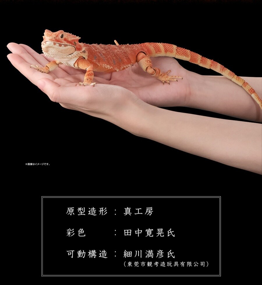 [반다이가샤폰] 생물대도감 프리미엄 중부턱수염도마뱀(센트럴 비어디 드래곤)_9.jpg