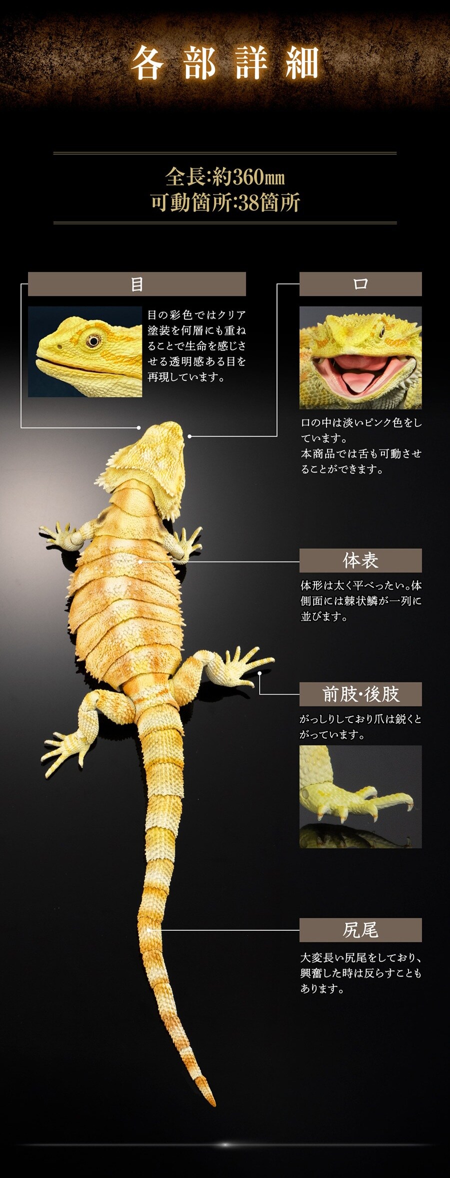 [반다이가샤폰] 생물대도감 프리미엄 중부턱수염도마뱀(센트럴 비어디 드래곤)_5.jpg