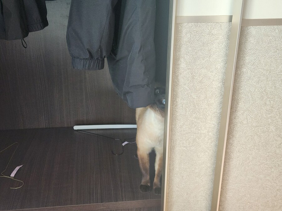 야옹이 사진 좀 냥냥하게 올렸음 칭찬해줘~~_2.jpg