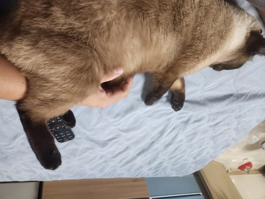 야옹이 사진 좀 냥냥하게 올렸음 칭찬해줘~~_8.jpg