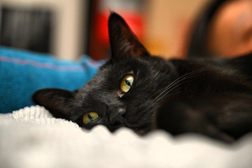 우리집 검은 고양이 근황_1.jpg