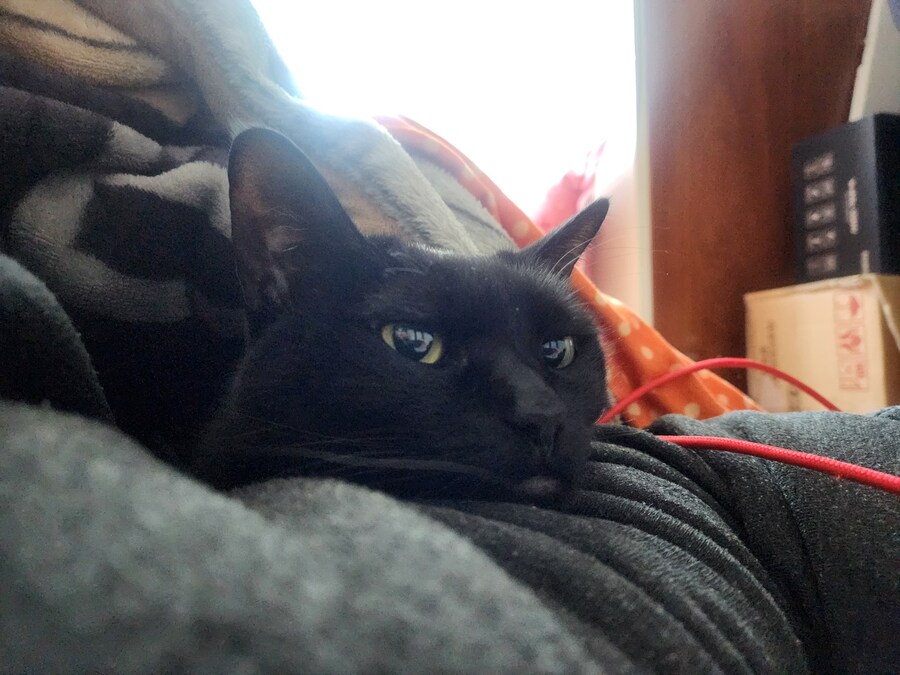 우리집 검은 고양이 근황_5.jpg