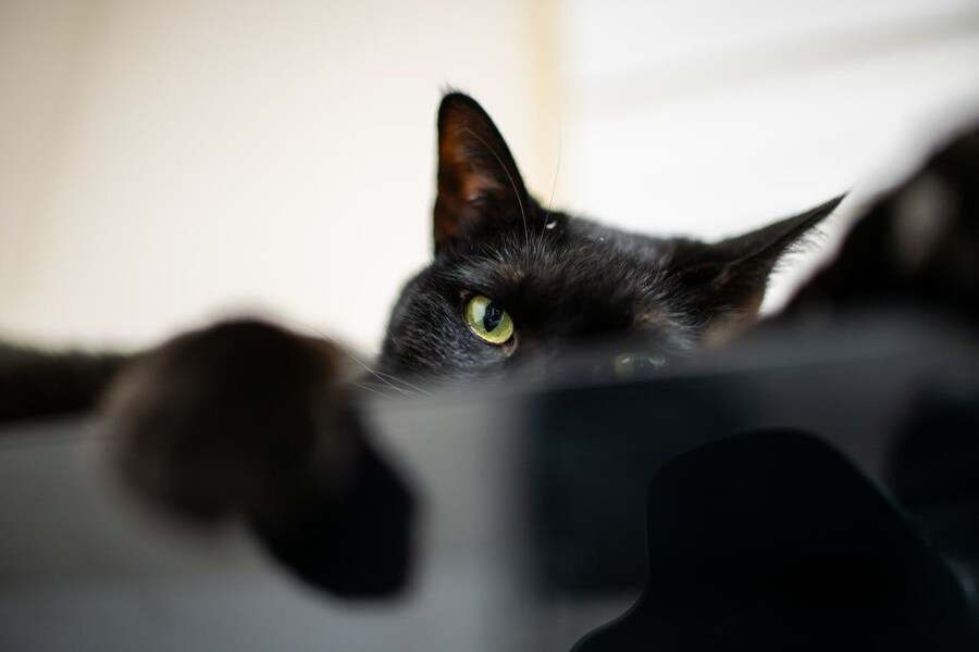 우리집 검은 고양이 근황_9.jpg