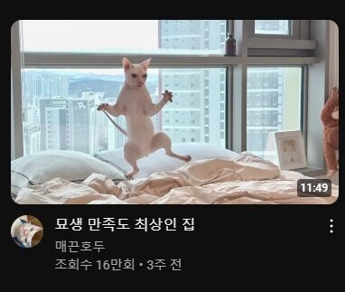 합성 같지만 합성 아닌 고양이 사진_1.jpg