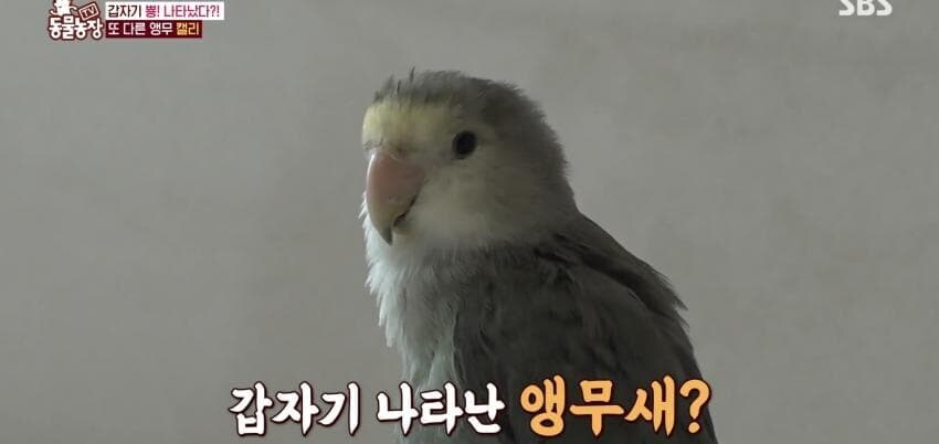 동물농장에 출연한 학계에 보고될 만한 초희귀 사례급 앵무새_6.jpg