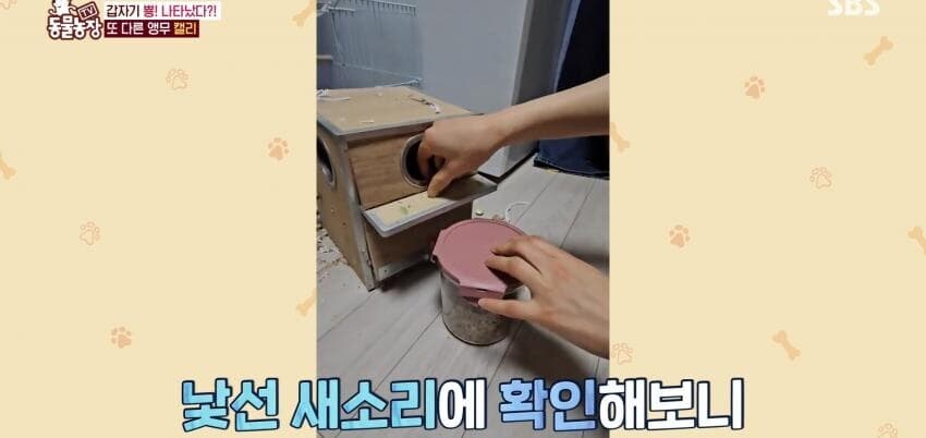 동물농장에 출연한 학계에 보고될 만한 초희귀 사례급 앵무새_10.jpg