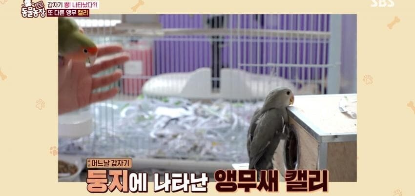 동물농장에 출연한 학계에 보고될 만한 초희귀 사례급 앵무새_12.jpg