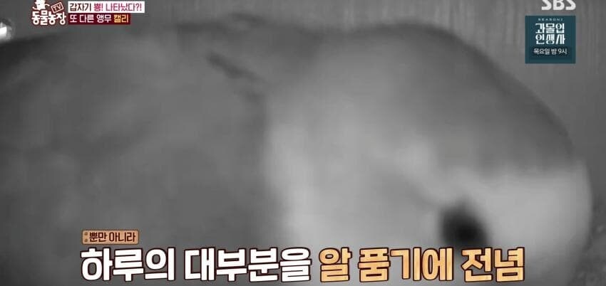 동물농장에 출연한 학계에 보고될 만한 초희귀 사례급 앵무새_23.jpg