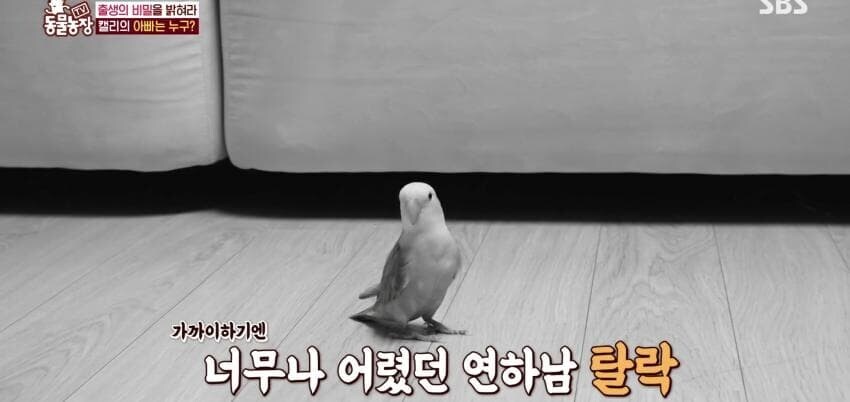 동물농장에 출연한 학계에 보고될 만한 초희귀 사례급 앵무새_43.jpg