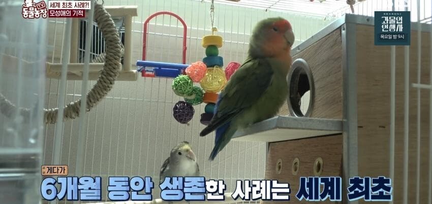 동물농장에 출연한 학계에 보고될 만한 초희귀 사례급 앵무새_64.jpg