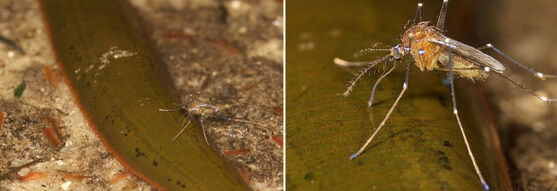 의외로 잘 모르는 모기의 무서움류 甲_1.jpg