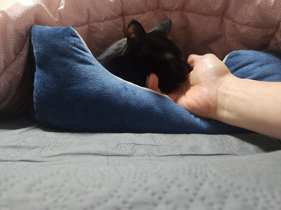 새 침대 생긴 검은 고양이 근황_4.jpg