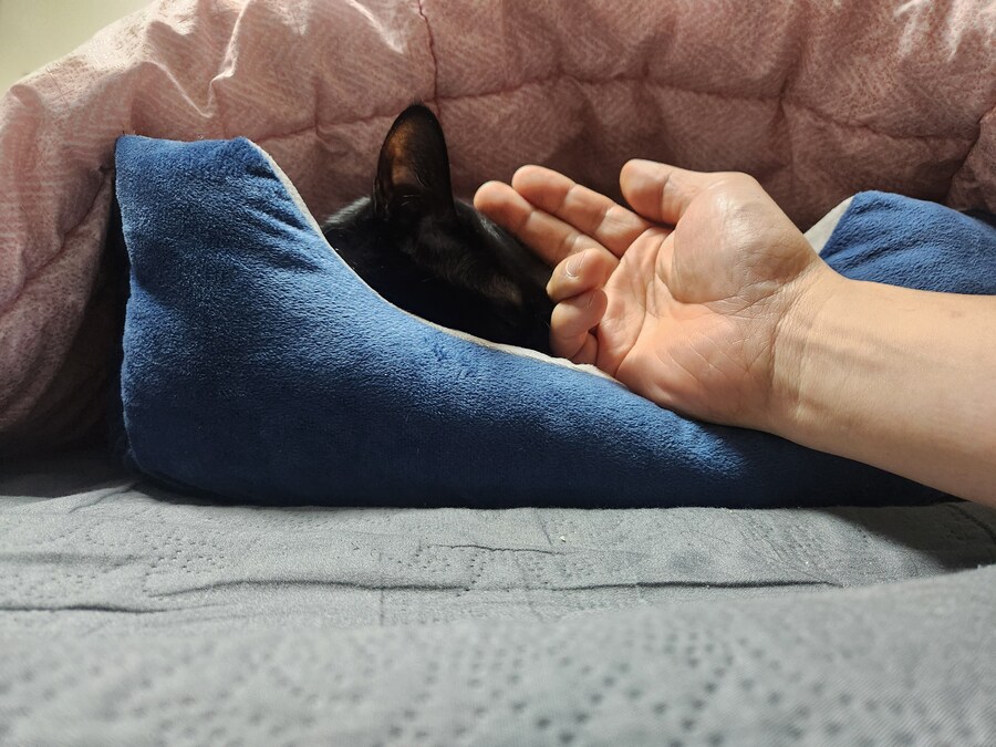 새 침대 생긴 검은 고양이 근황_5.jpg