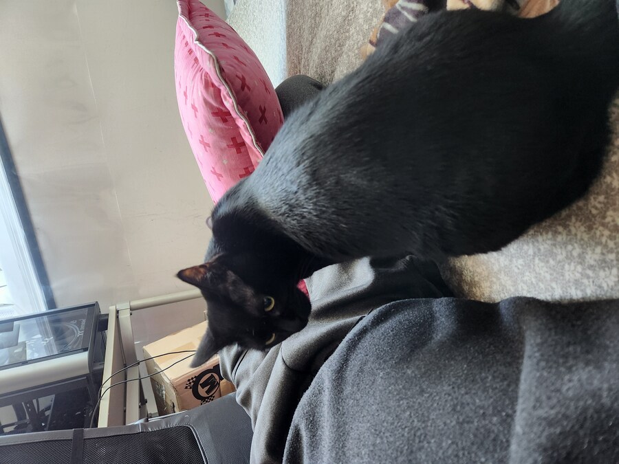 새 침대 생긴 검은 고양이 근황_9.jpg