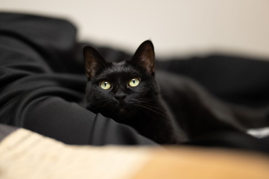 새 침대 생긴 검은 고양이 근황_12.jpg