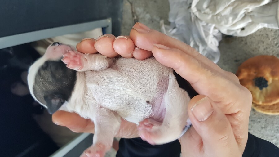 탯줄 떨어진지 한 시간쯤 됨 jpg_1.jpg