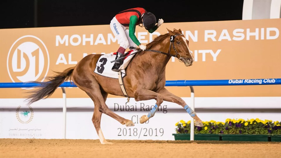 [경마] 한국 경주마들의 두바이 성적_3.jpg