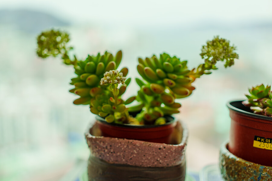 사진) 집에 화분 찍어본 것_4.jpg