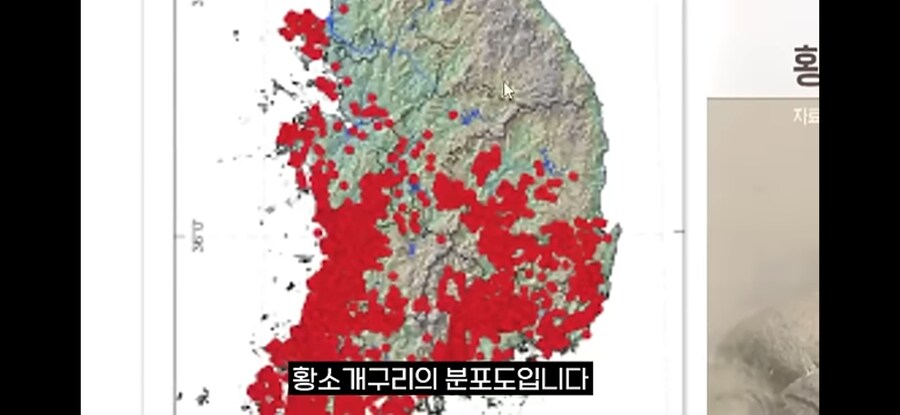 생태계 교란종 황소개구리 근황.jpg_4.jpg