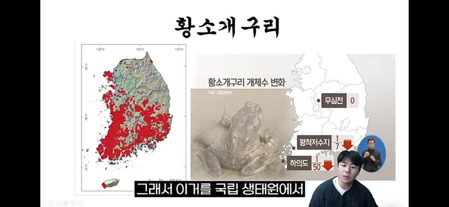 생태계 교란종 황소개구리 근황.jpg_7.jpg