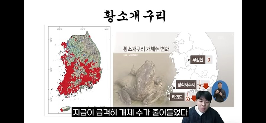 생태계 교란종 황소개구리 근황.jpg_8.jpg