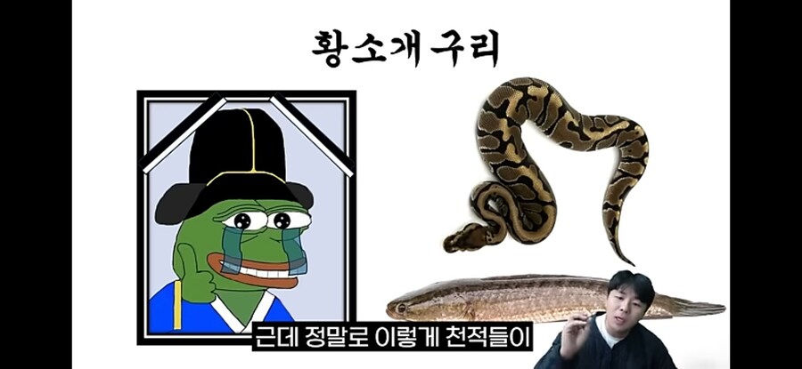 생태계 교란종 황소개구리 근황.jpg_11.jpg