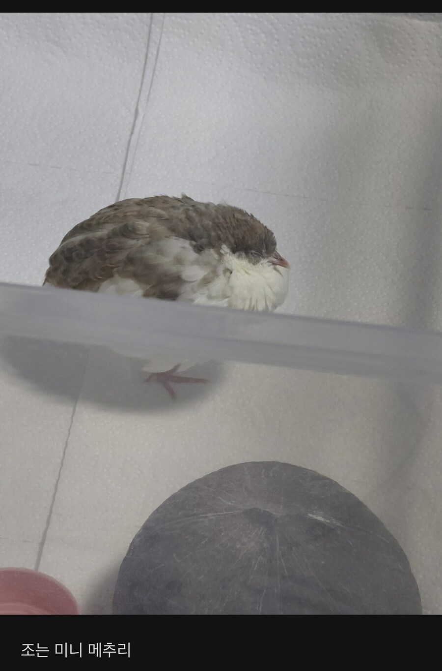 애완용 메추리 자랑하는 블라인드녀_2.jpg