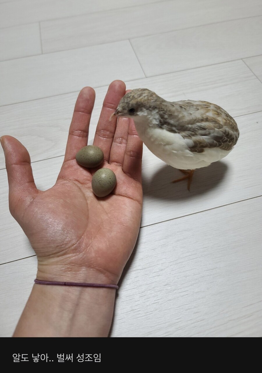 애완용 메추리 자랑하는 블라인드녀_5.jpg