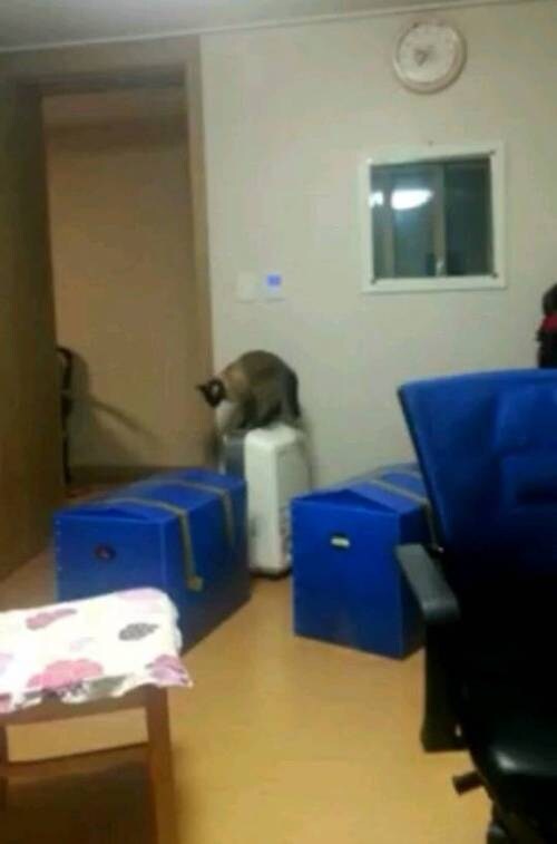 춥다고 보일러 직접 켜버리는 고양이.jpg_3.jpg