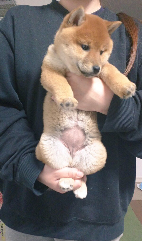 강아지 다리 펴는 스트레칭을 고양이에게 해봤을 때_2.jpg